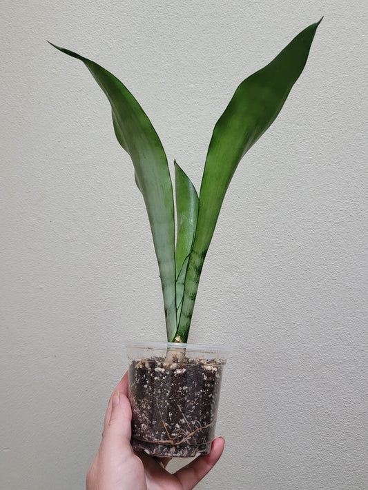 Dracaena (Sansevieria) trifasciata ‘Moonshine’