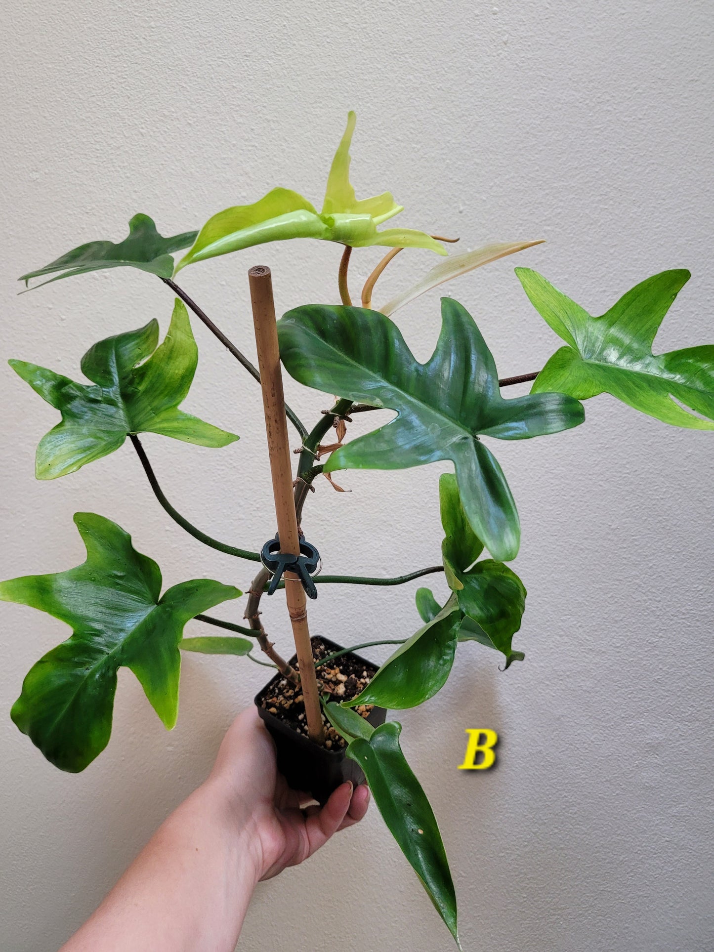 Philodendron squamiferum x pedatum ‘Florida Ghost’ “Mint”