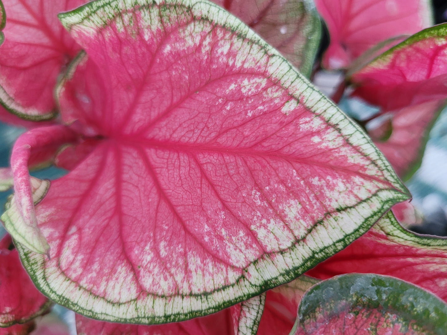 Caladium ‘Florida Sweetheart’