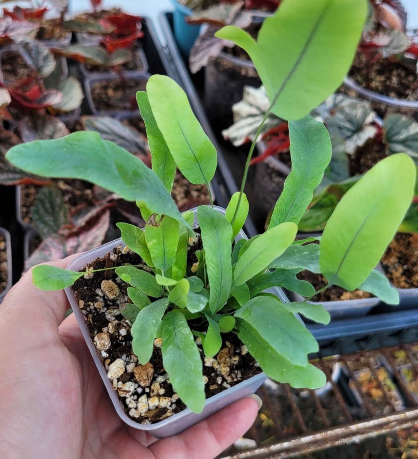 Phlebodium aureum ‘Blue Star Fern’