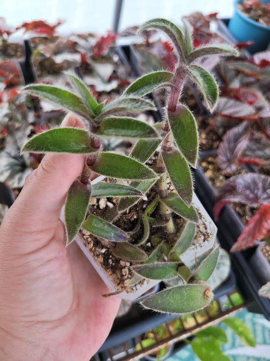 Cyanotis somaliensis (“Kitten Ears”)