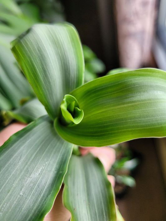 Murdannia sp. ‘Bright Star’