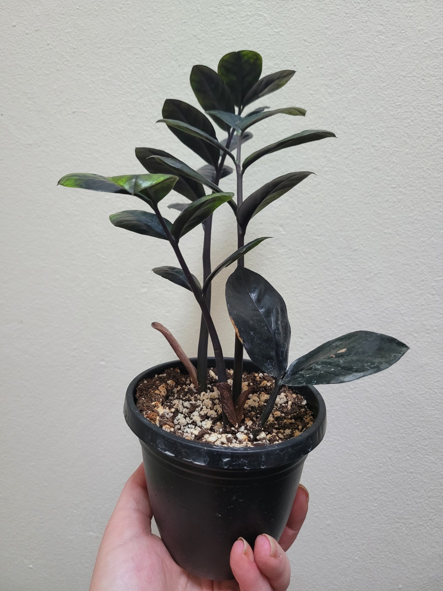 Zamioculcas zamiifolia ‘Raven’ ZZ