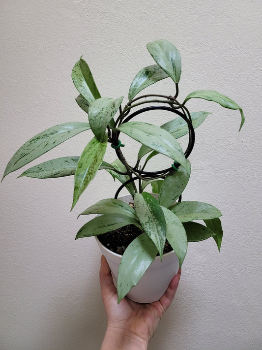 Hoya publicalyx ‘Pink Silver Ghost’