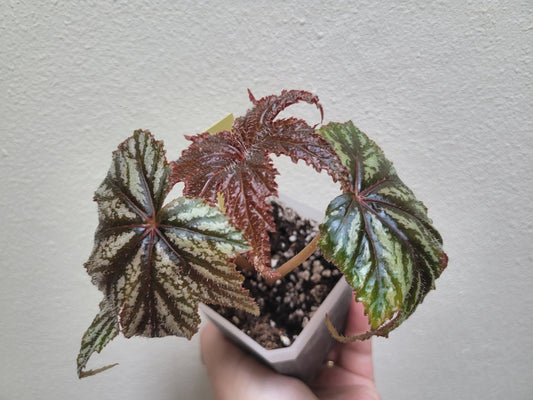 Begonia ‘Gryphon’