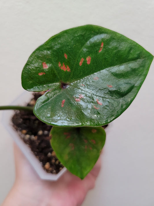 Caladium ‘Thai Red’