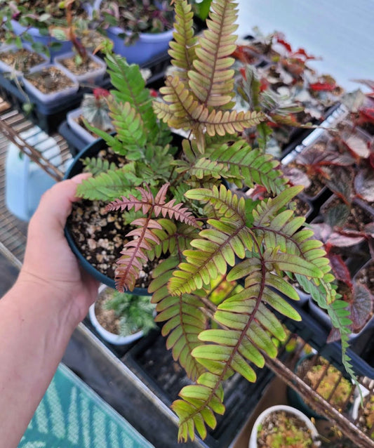 Pteris Tricolor “Painted Brake Fern”