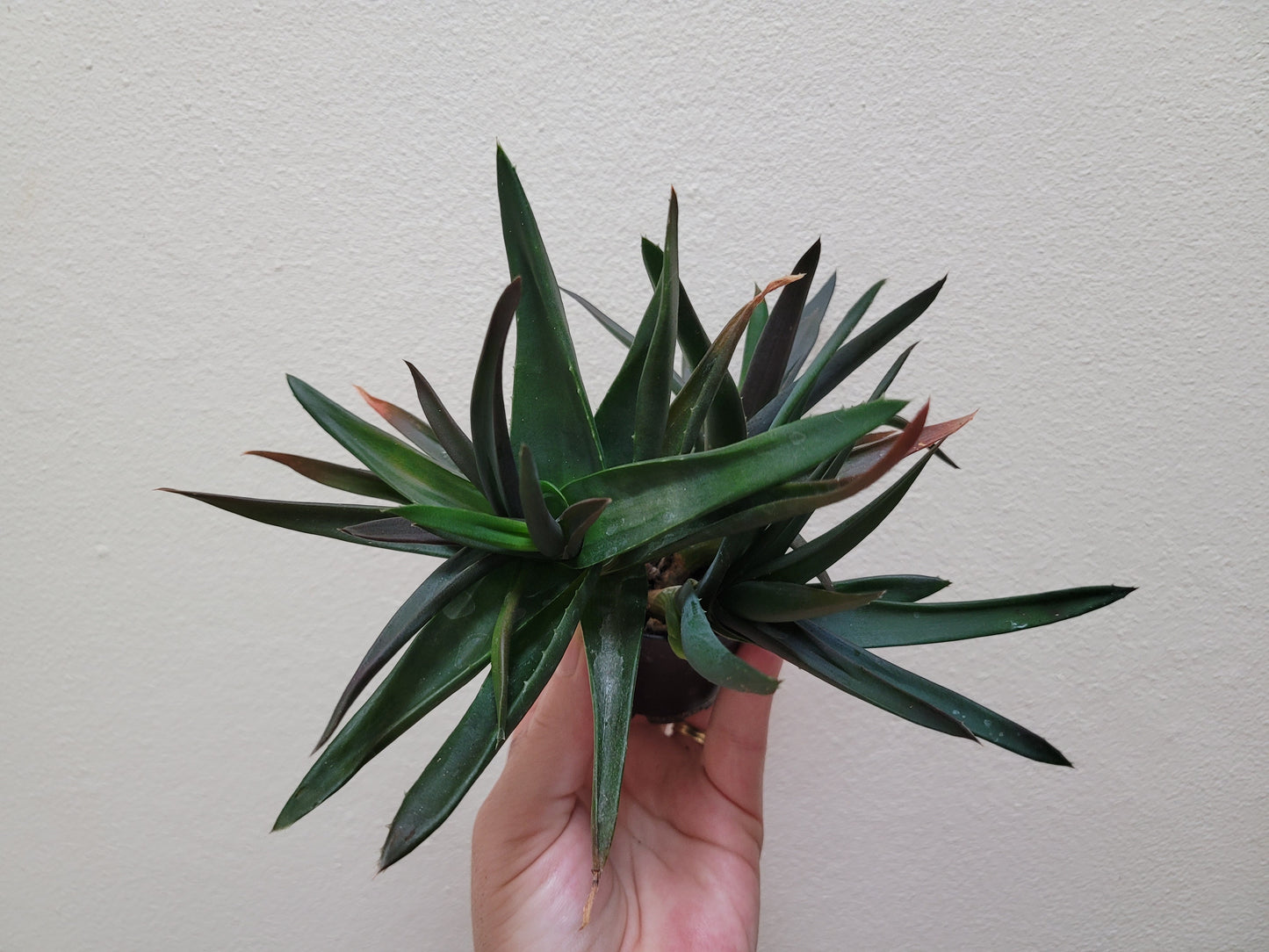 Aloe barbandensis miller (Aloe Vera)