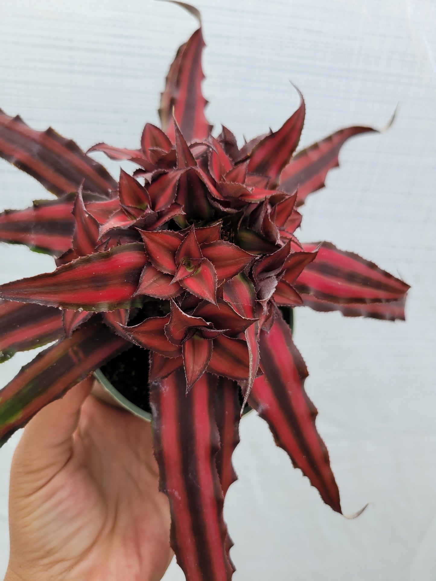 Cryptanthus bivittatus (Earth Star Bromeliad)