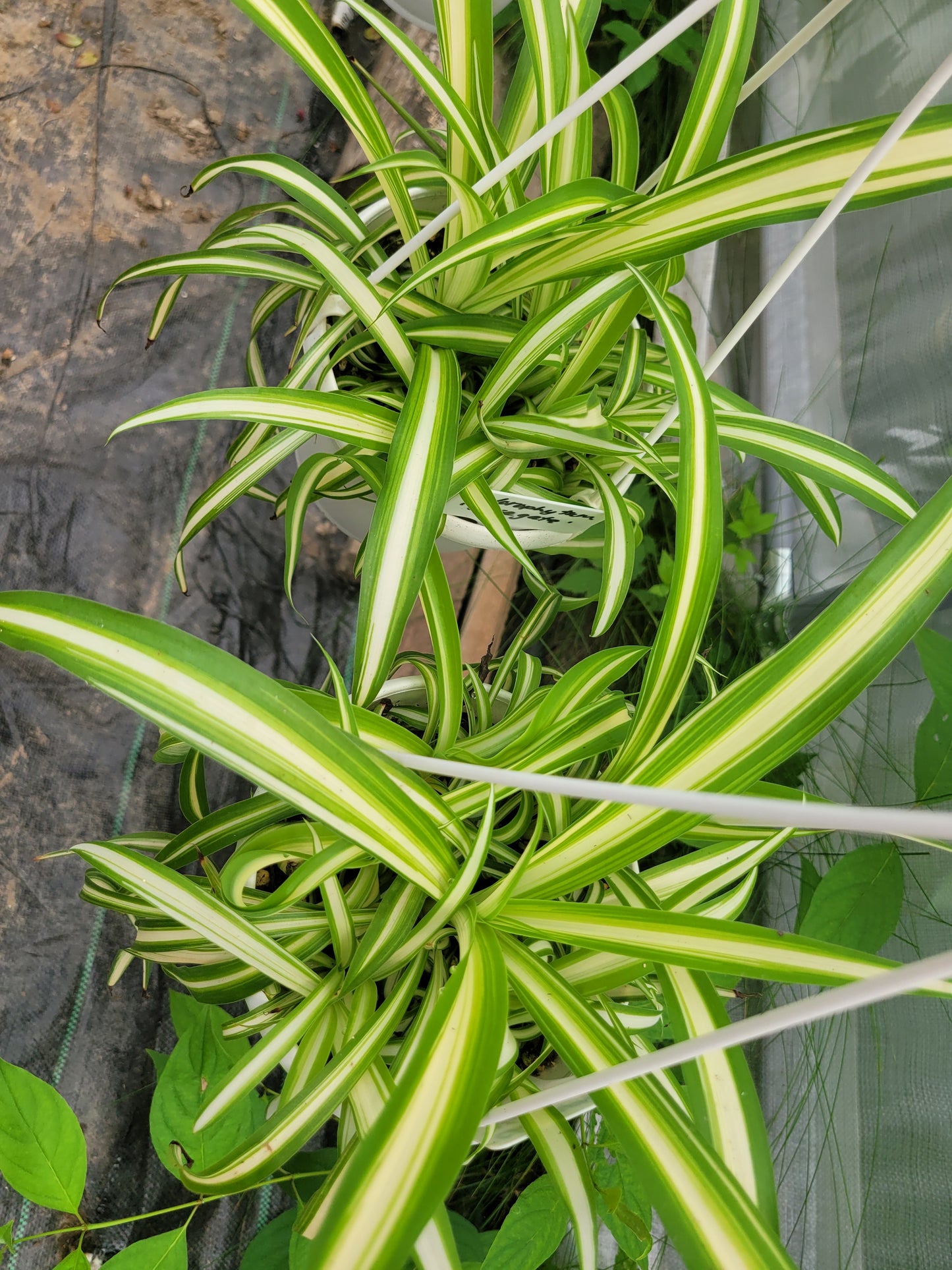 Chlorophytum comosum ‘Variegata’ (“Variegated Spider Plant”)