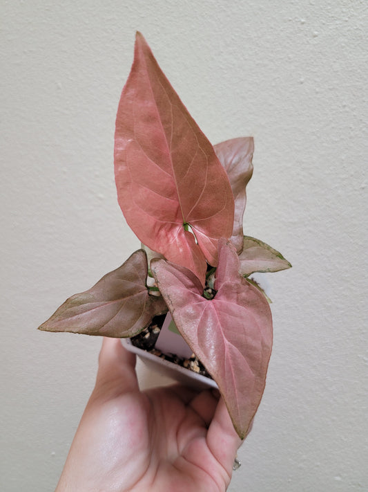 Syngonium podophyllum ‘Pink Perfection’