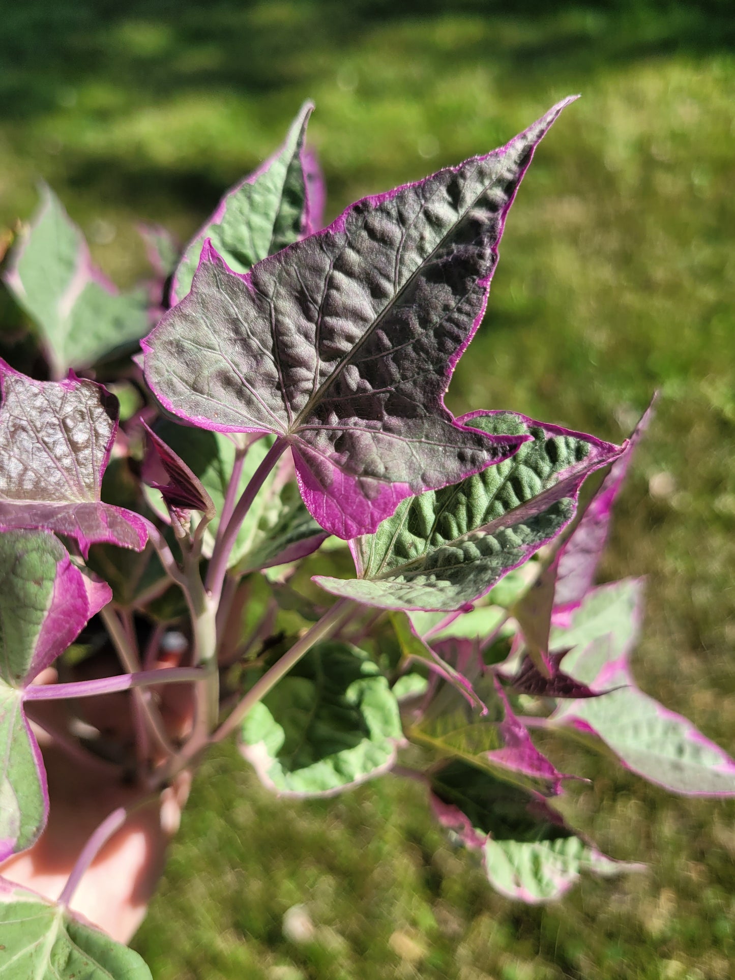 Ipomoea Batatas ‘Tricolor’ (Variegated sweet potato vine)