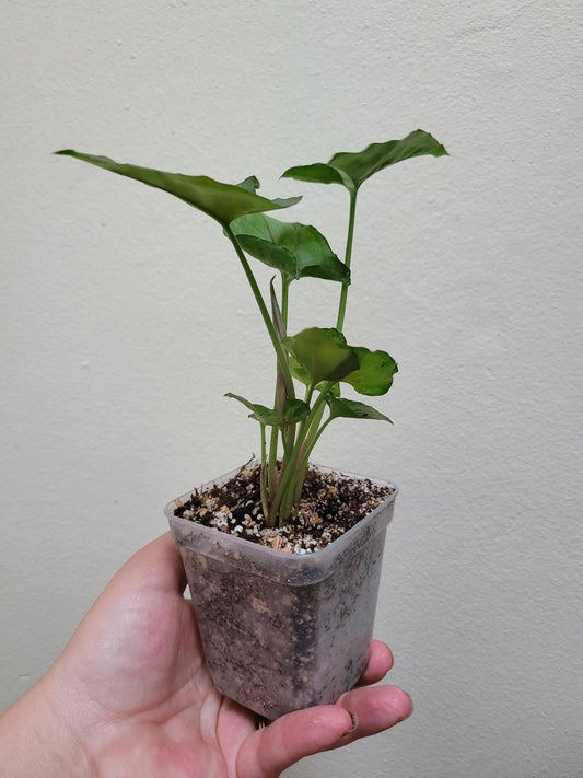 Syngonium ‘Candy Berry’