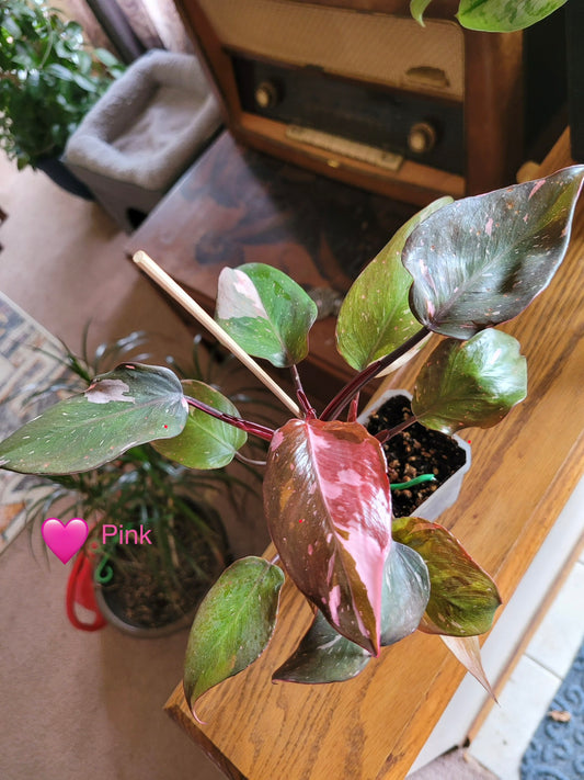 Philodendron ‘Red Anderson’