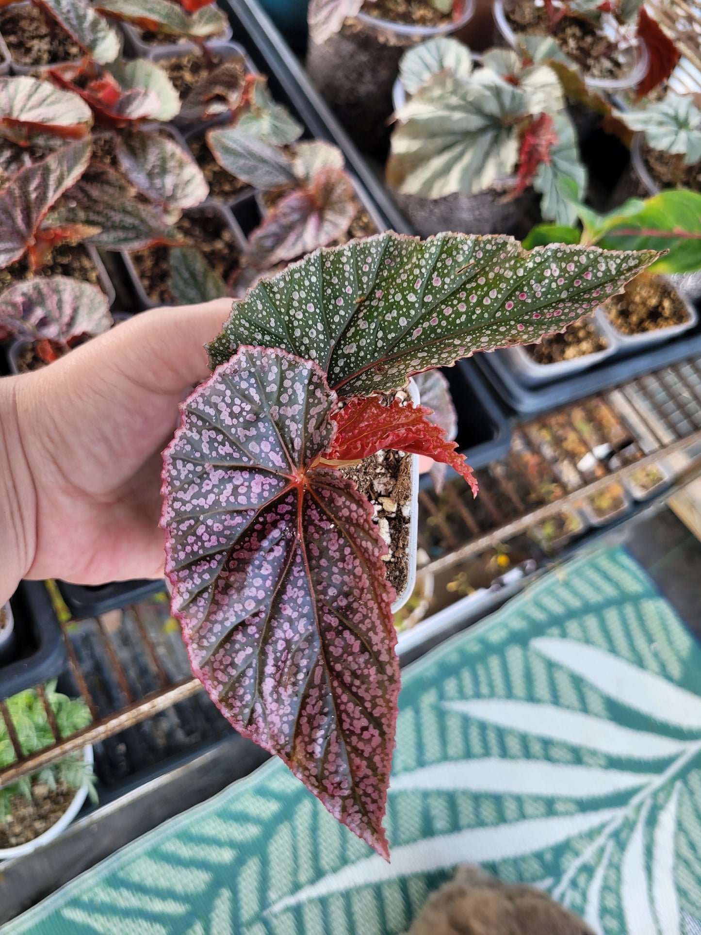 Begonia ‘Looking Glass’ and/or ‘Miss Mummy’