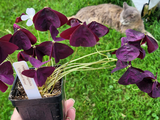 Oxalis triangularis ‘Charmed Wine’