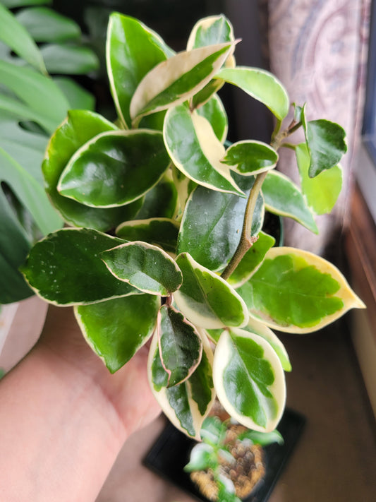 Hoya carnosa Albomarginata