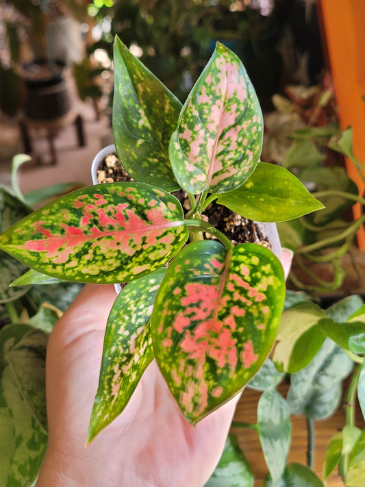 Aglaonema ‘Pink Star’