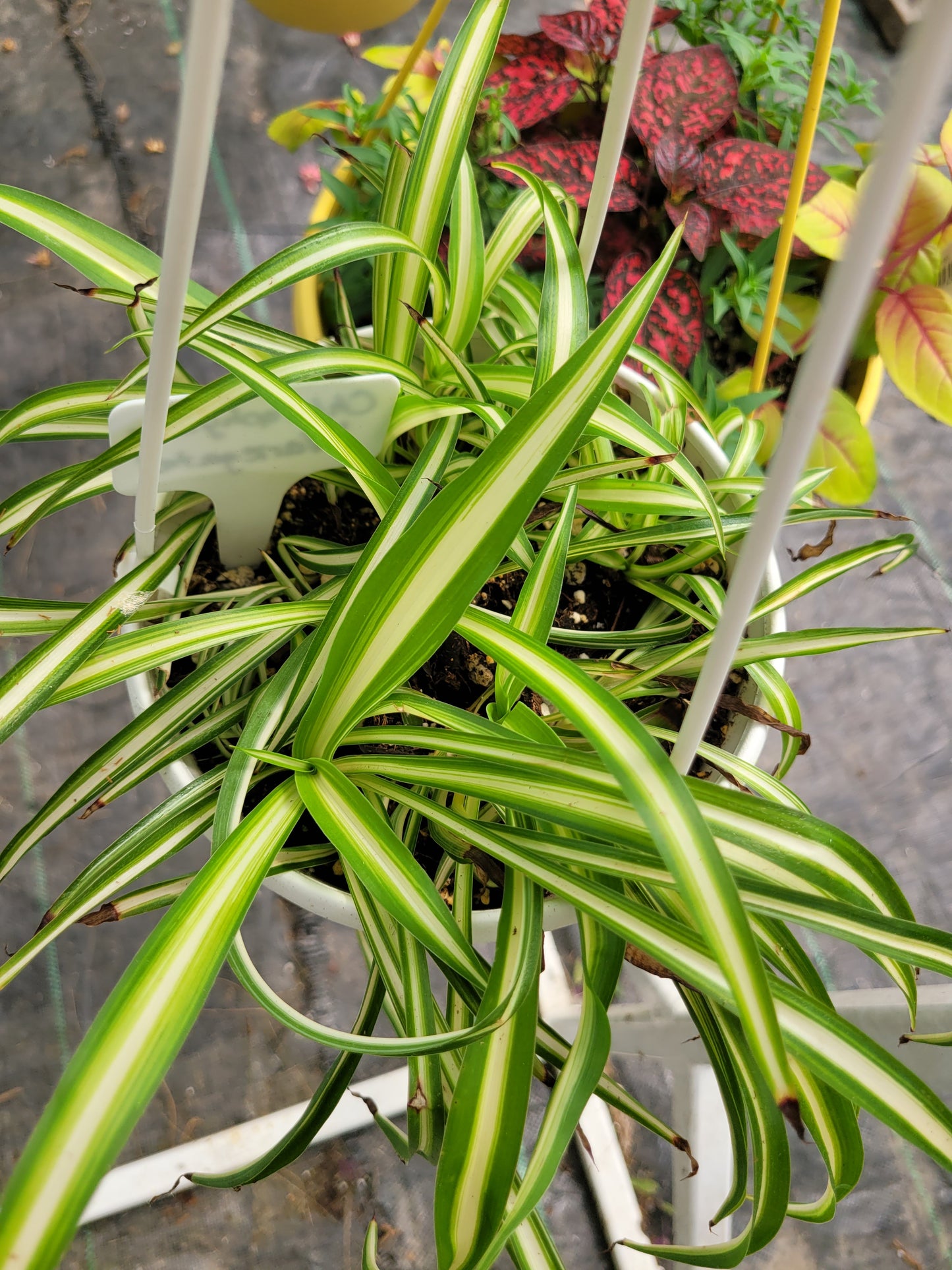 Chlorophytum comosum ‘Variegata’ (“Variegated Spider Plant”)