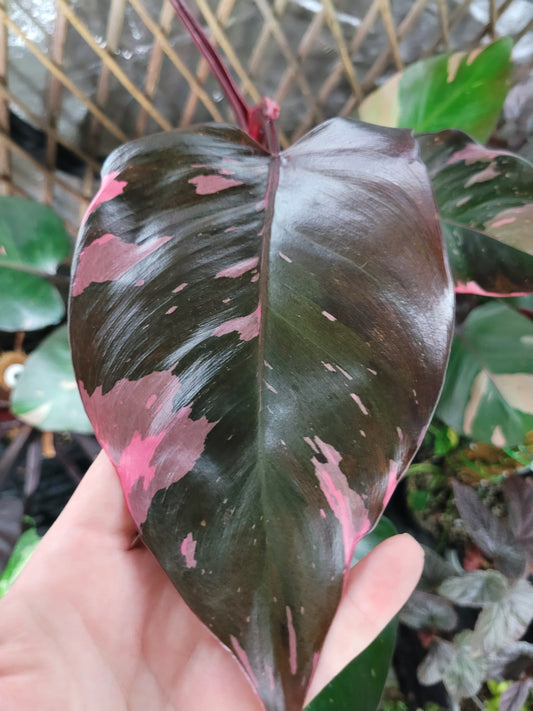 Philodendron Erubescens ‘Pink Princess’ “Marble”