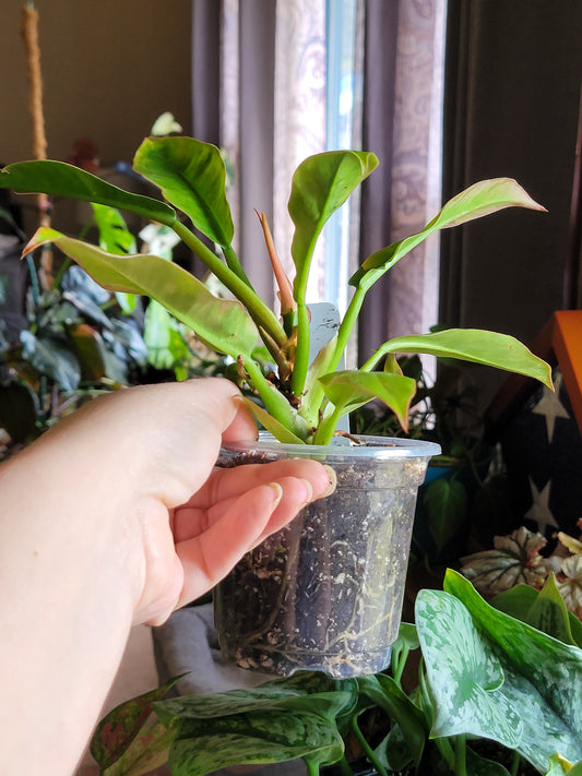 Philodendron ‘Ring of Fire’