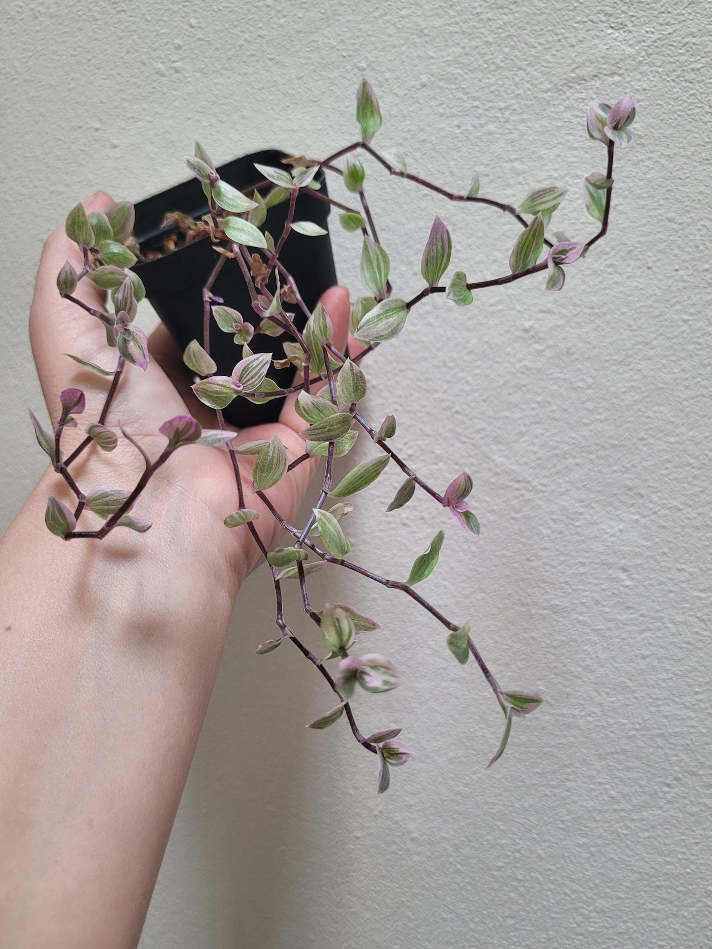 Callisia “Large Leaf Pink Panther”