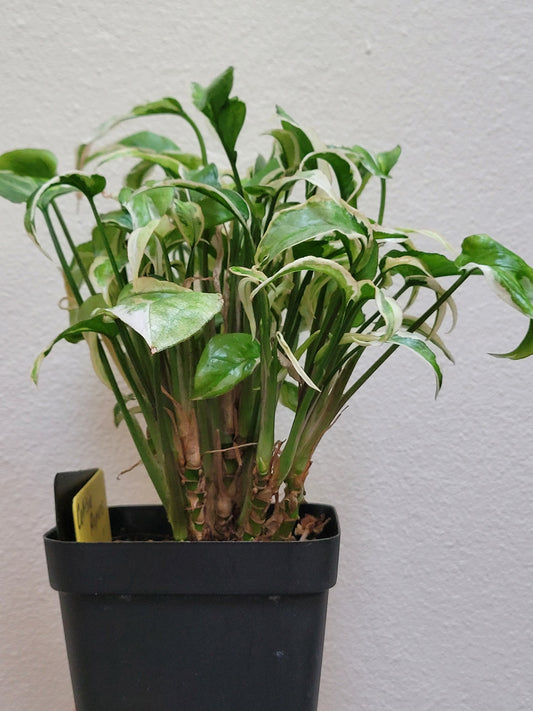 Syngonium Podophyllum ‘Starlite’
