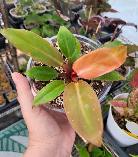 Philodendron ‘Red King’