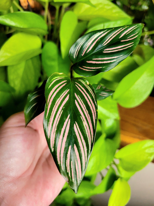 Calathea majestica ‘White Star’