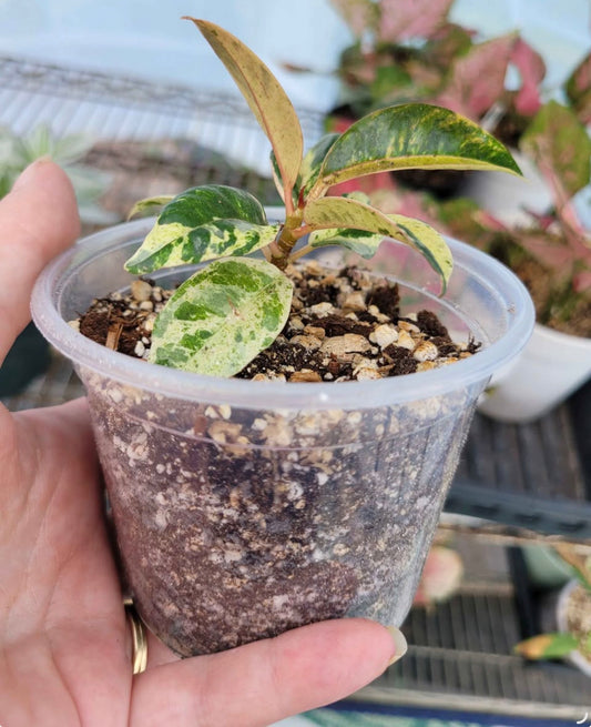 Ficus shivereana ‘Moonshine Rose’