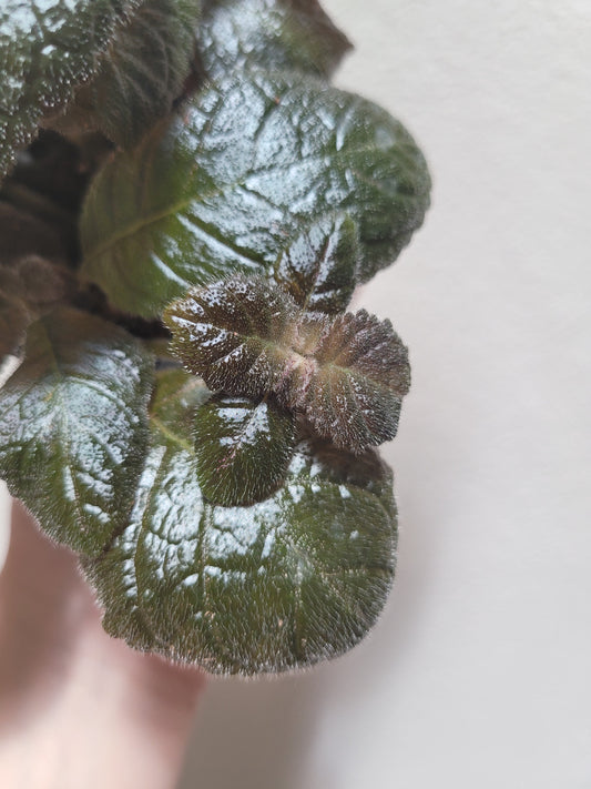 Episcia ‘Spring’s Symphony’