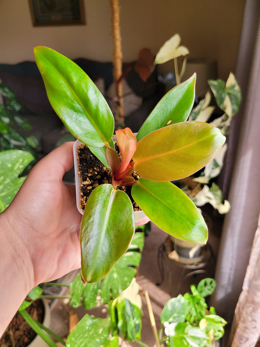 Philodendron ‘Red King’
