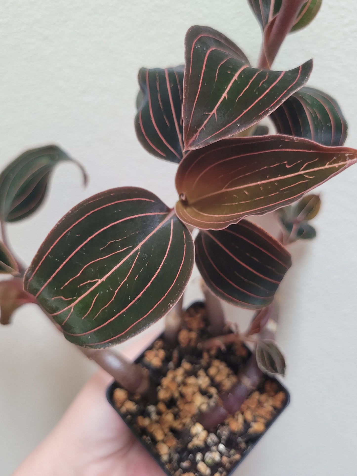 Jewel Orchid ‘Ludisia Discolor’
