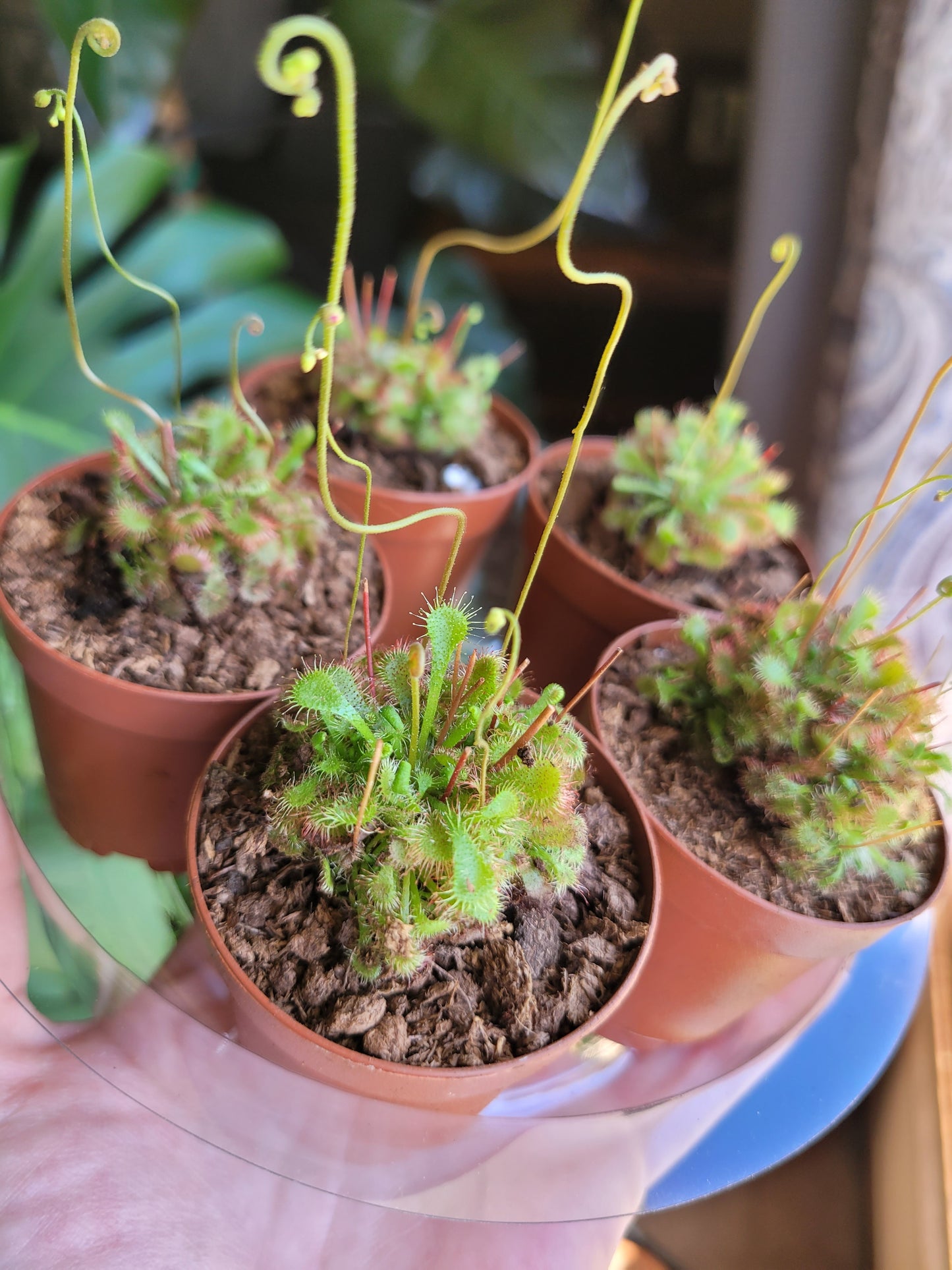 Drosera spathulata ‘Sundew’ (Carnivorous)