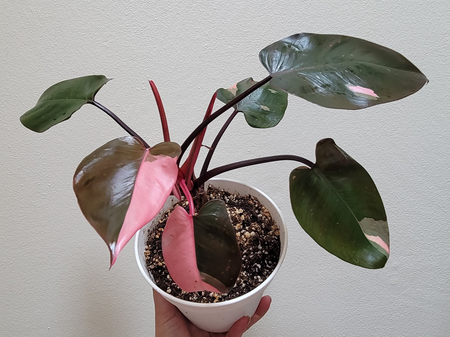 Philodendron Erubescens ‘Pink Princess’ “Marble”