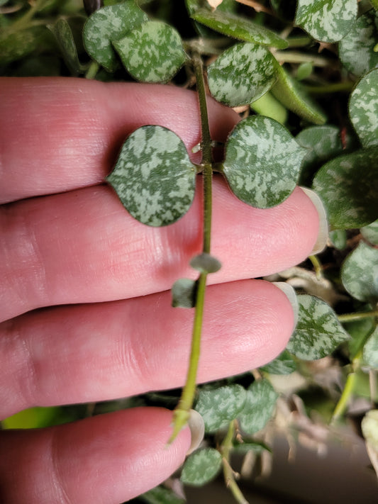 Hoya ‘curtisii’