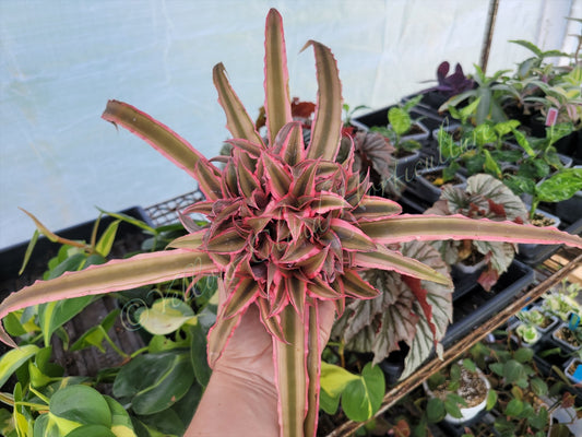 Cryptanthus bivittatus (Earth Star Bromeliad)