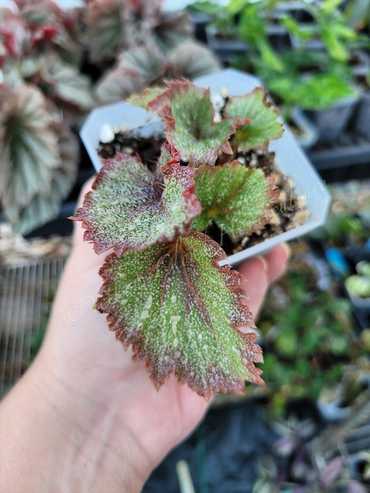 Begonia rex ‘Jurassic Jr Purple Spec’