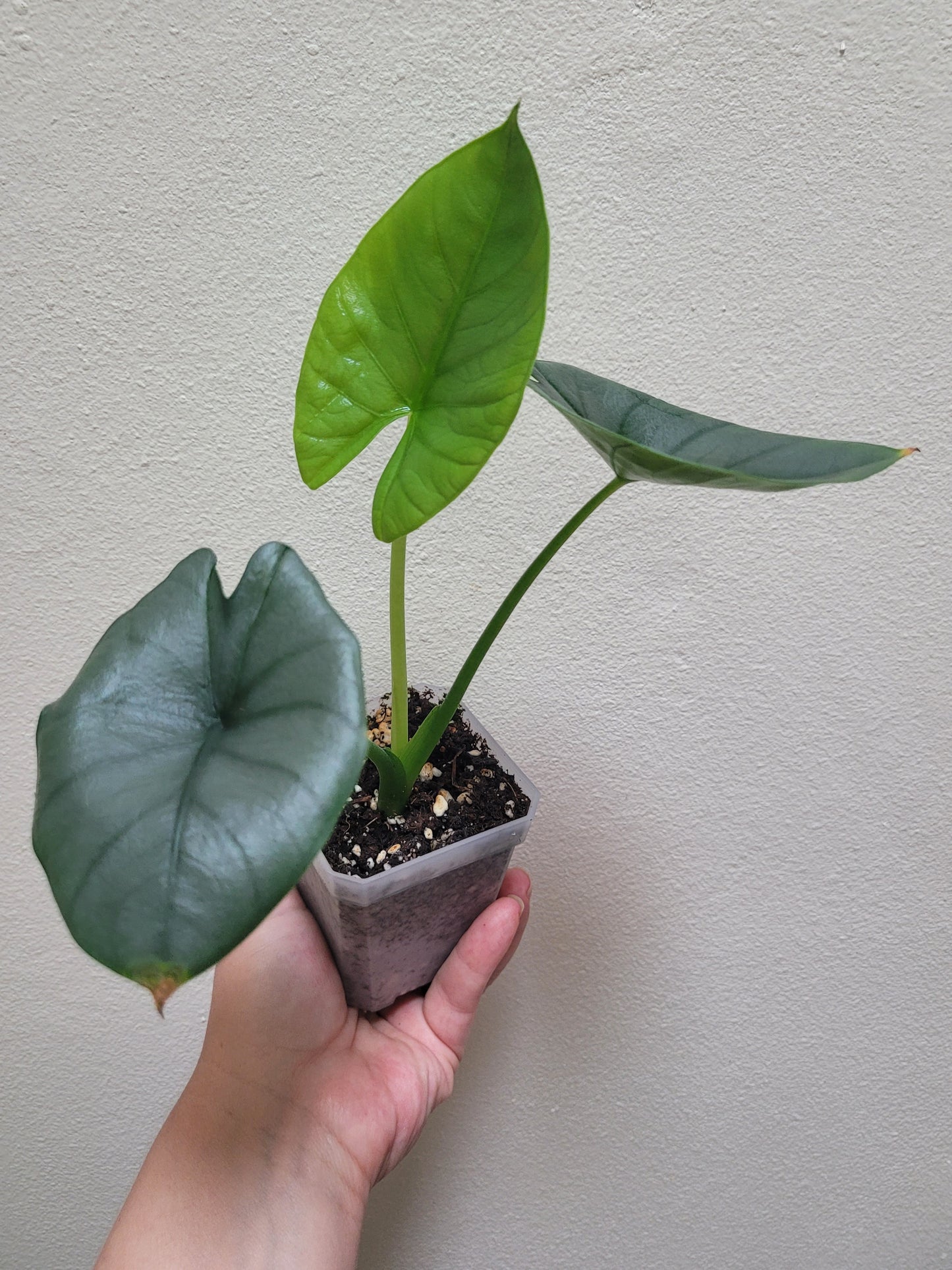 Alocasia reginae