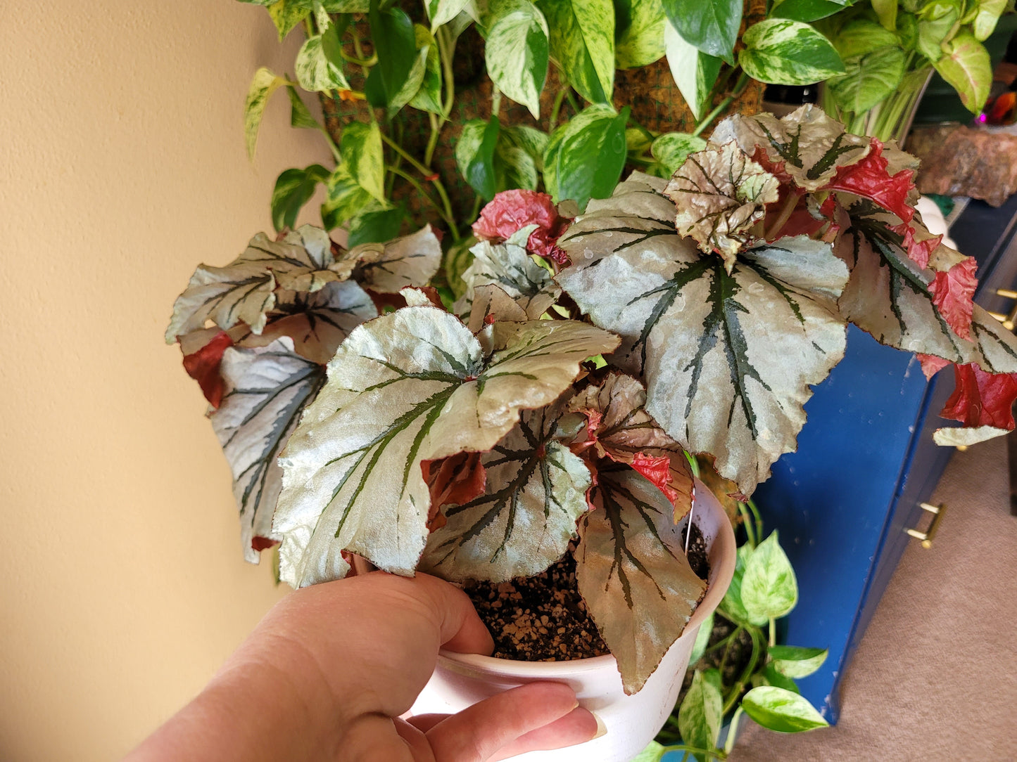 Angel Wing Begonia ‘Looking Glass’