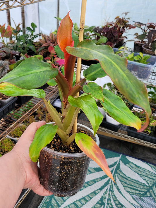 Philodendron 'Orange Marmalade' (aka Quadcolor)