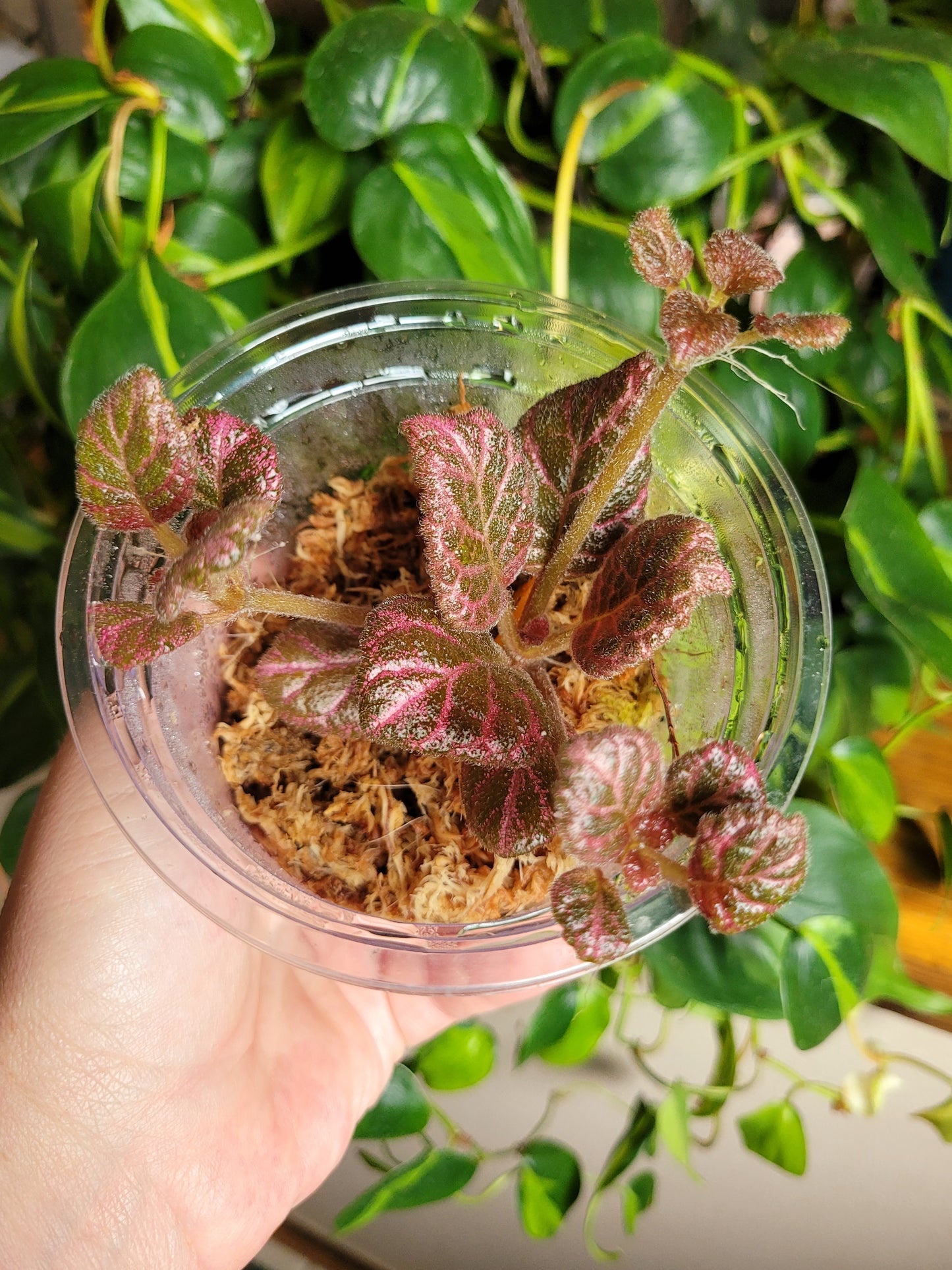 Episcia ‘Strawberry Fields’