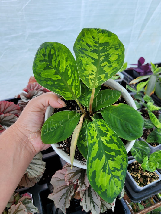 Homalonema wallisii ‘Camouflage’