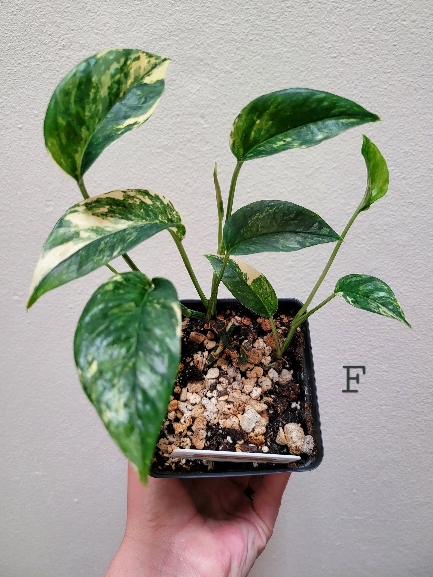 Epipremnum pinnatum ‘Albo-Variegata’
