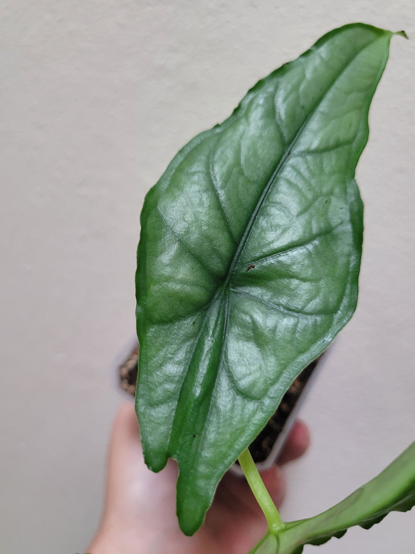 Alocasia heterophylla 'Dragon's Breath'