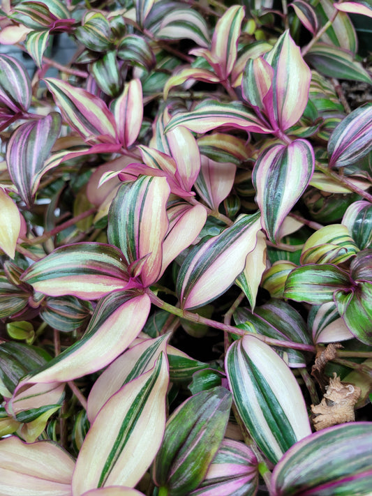 Tradescantia zebrina ‘Discolor-Multicolor’