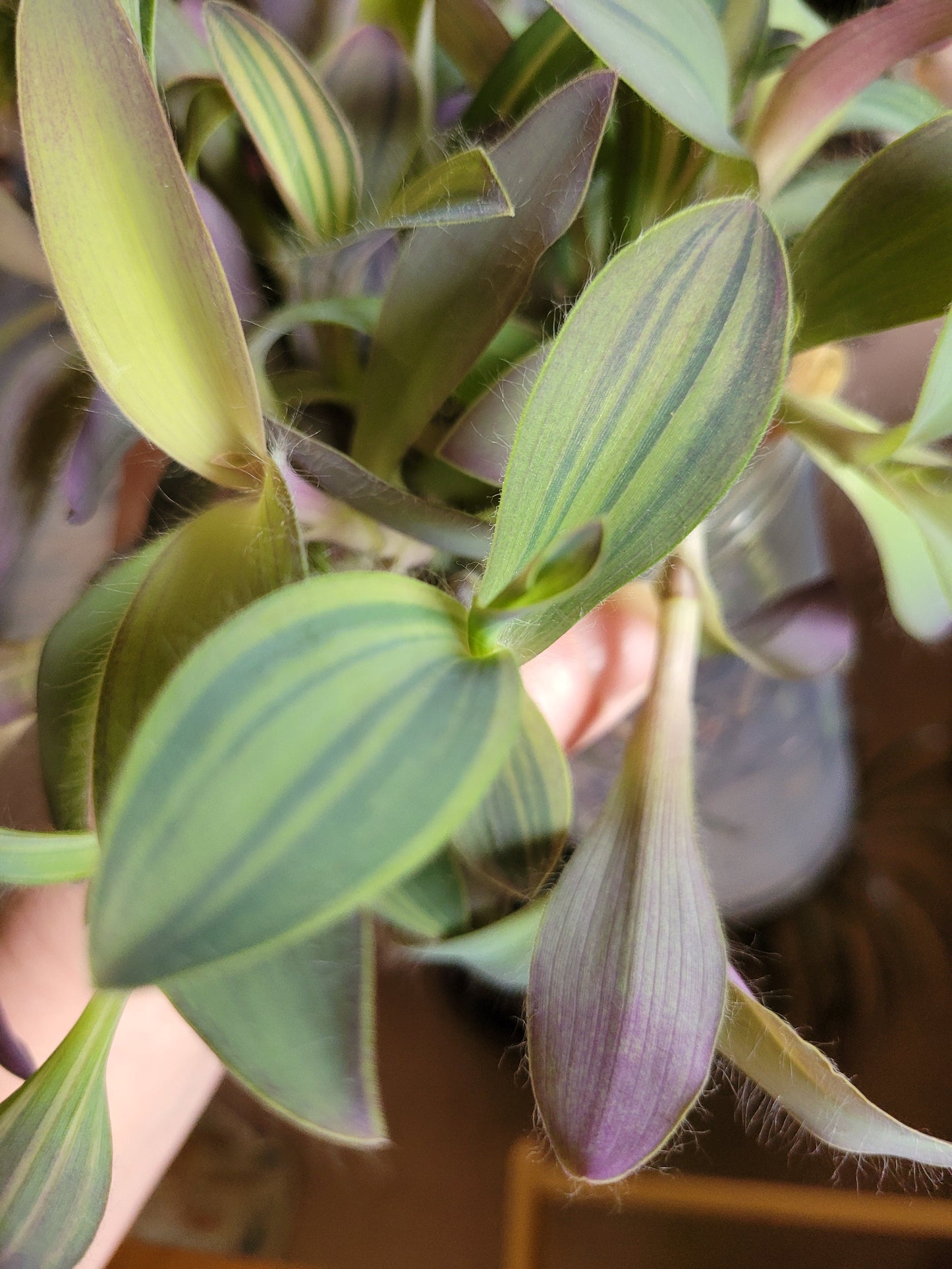 Tradescantia pallida ‘Marley’