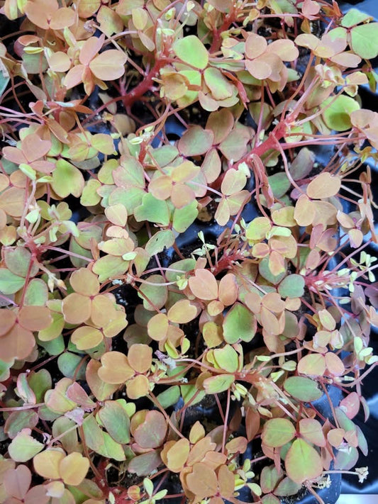 Oxalis siliquosa ‘Sunset Velvet’