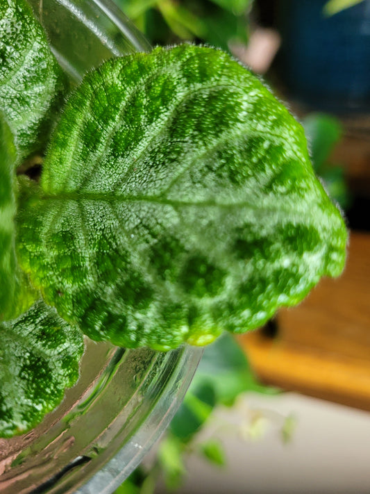 Episcia ‘Faded Jade’