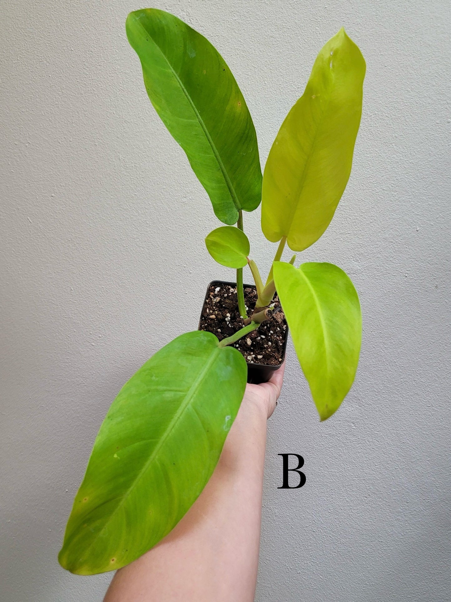 Philodendron X domesticum ‘Maylay Gold’